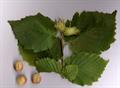 Common filbert, European Filbert, Harry Lauder's Walking Stick, Corkscrew Hazel, Hazelnut